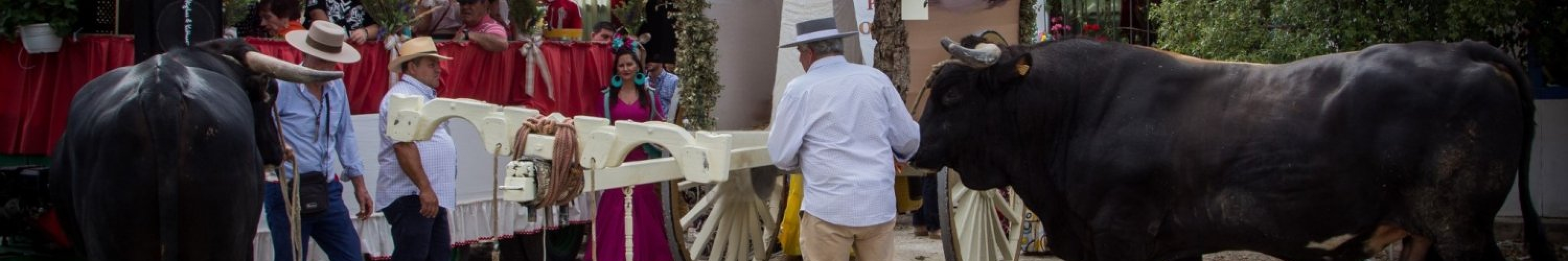 stieren Andalusië