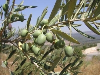 culinair Andalusië