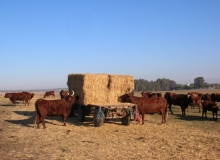 Cortijo el Esparagal 