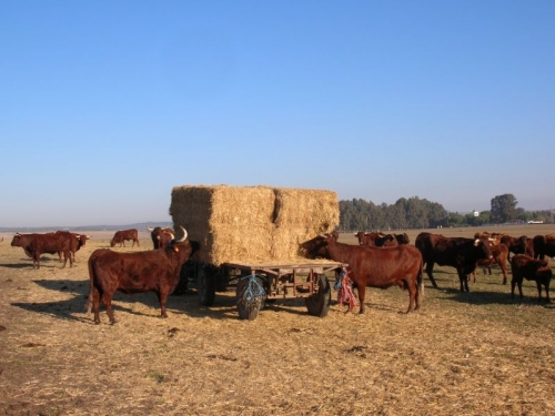 Cortijo el Esparagal 