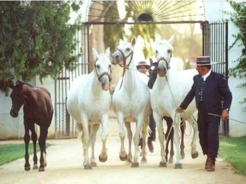 Cortijo el Esparagal 